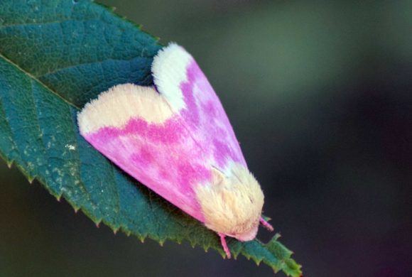 Why do we celebrate National Moth Week?