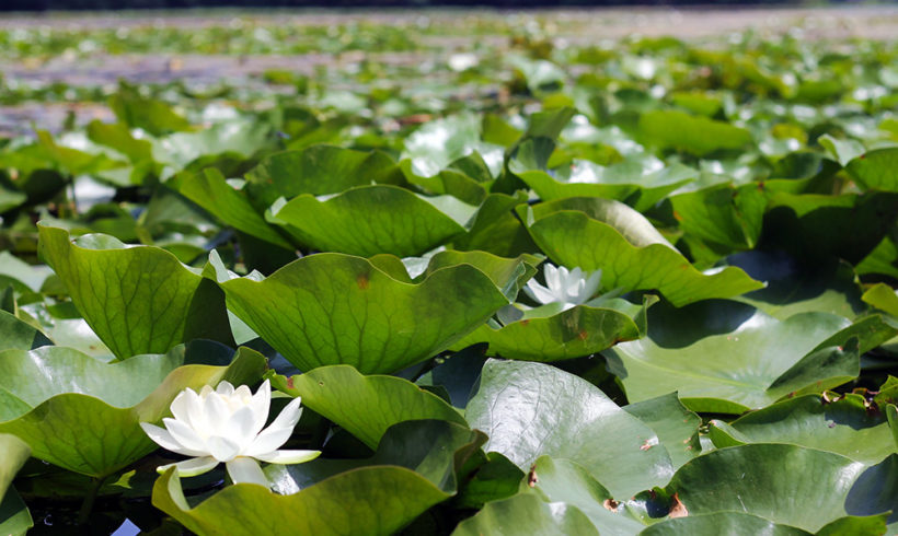 What do lily pads tell us about Teatown Lake?