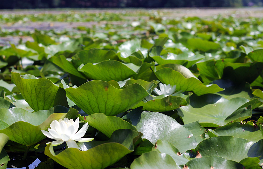 What Biome Can You Find Water Lillies 