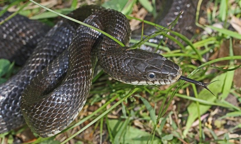 Handling the Heat (for families)