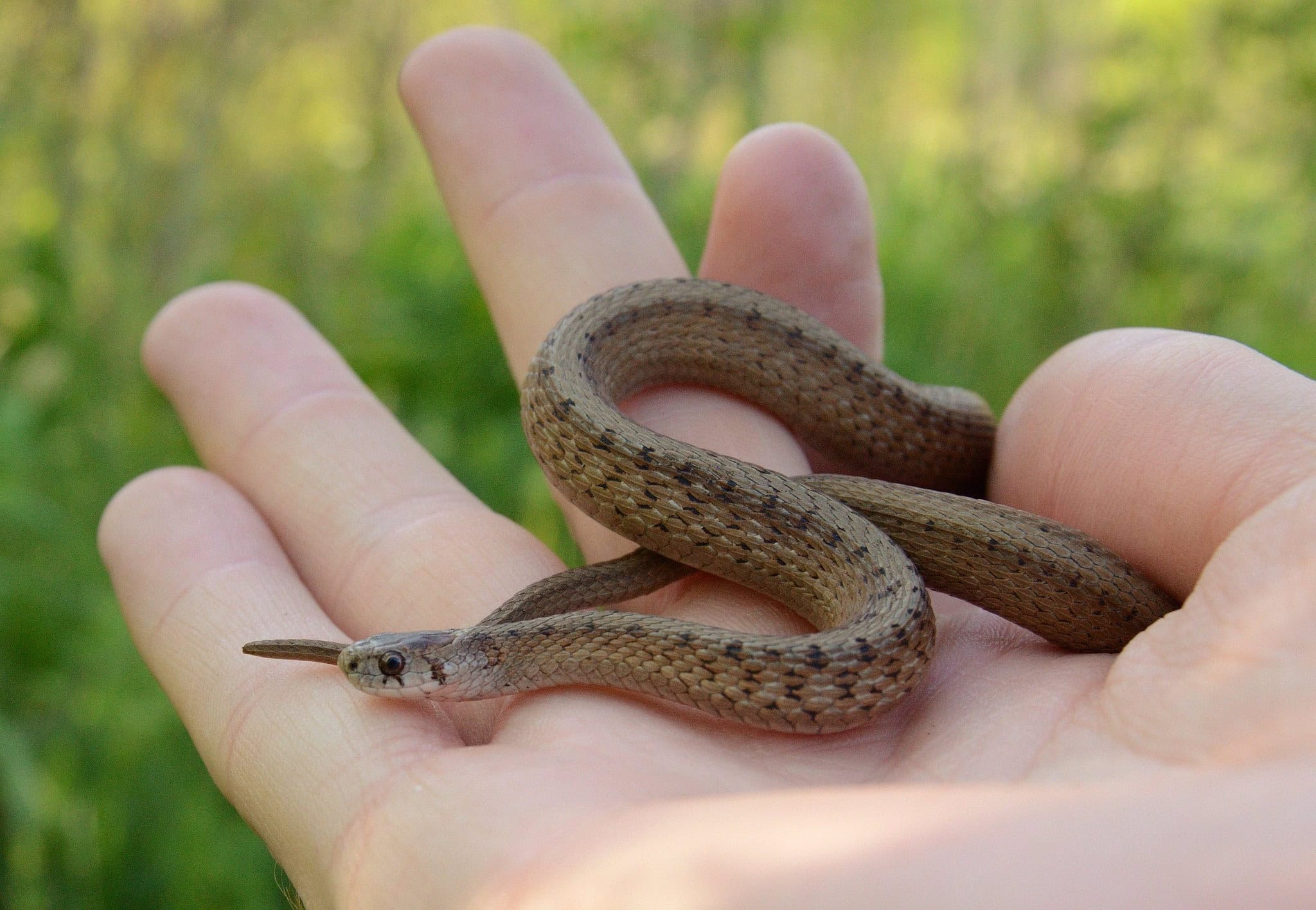 A Guide To Our Region S Snakes Teatown