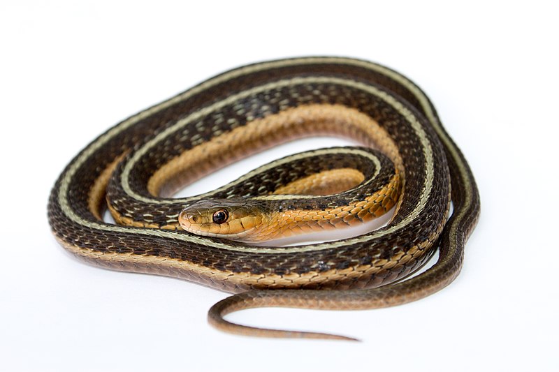 A Guide to Our Region's Snakes | Teatown