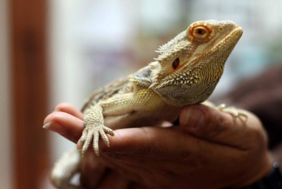 Reptiles and amphibians make great pets. But at what cost?