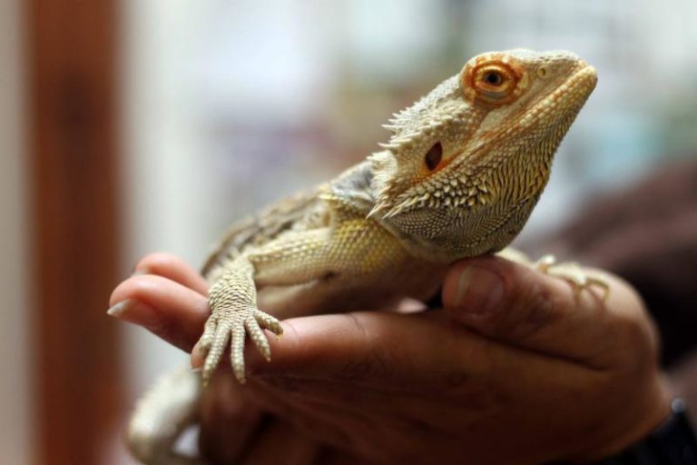 Reptiles And Amphibians Make Great Pets But At What Cost