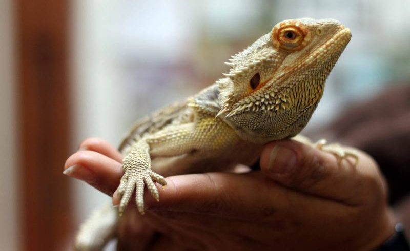 Reptiles and amphibians make great pets. But at what cost?