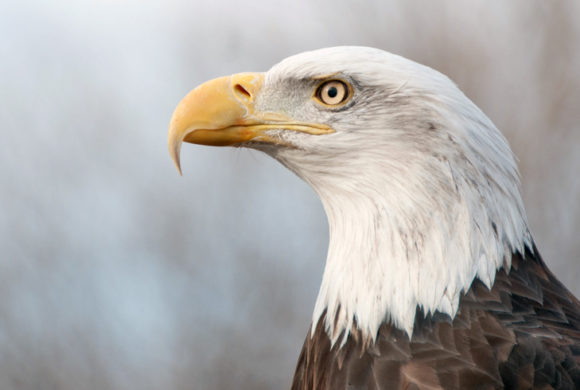 The bald eagle taught us an important lesson. Are we already forgetting it?