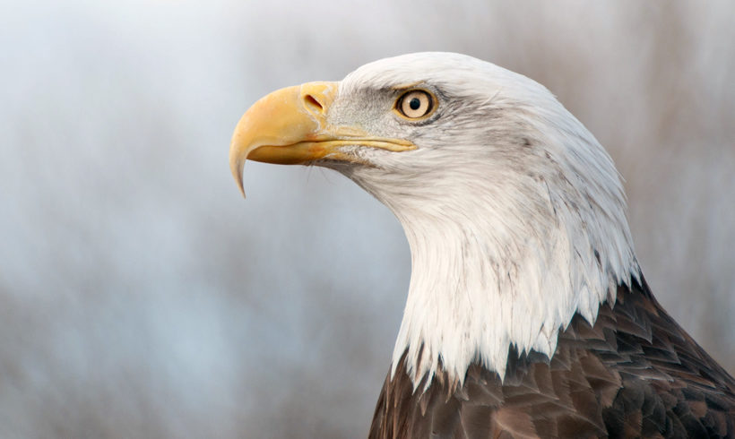 The bald eagle taught us an important lesson. Are we already forgetting it?