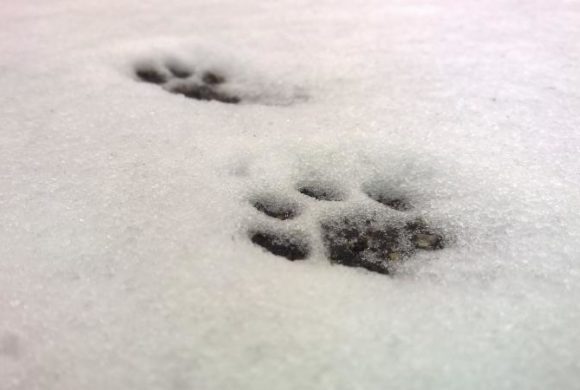 Take the quiz: Can you identify these animals by their snow tracks?