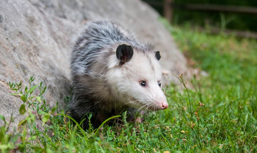 Virginia Opossum