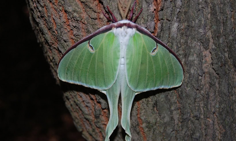 Luna Moth