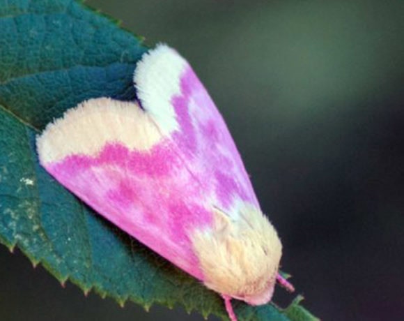 Primrose moth