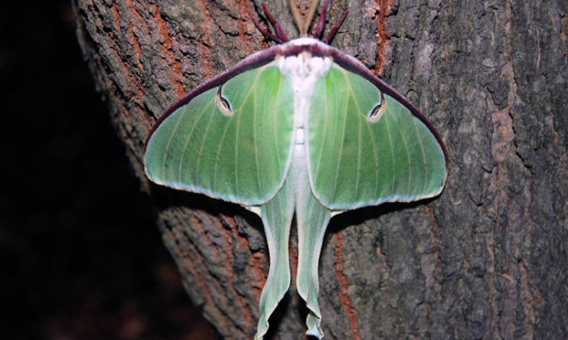 Luna moth