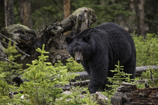 Preventing black bear encounters