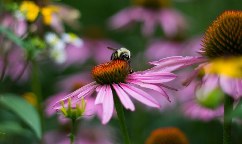 Purple coneflower