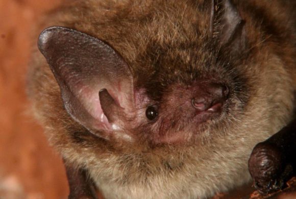 Bats are struggling, we can help them