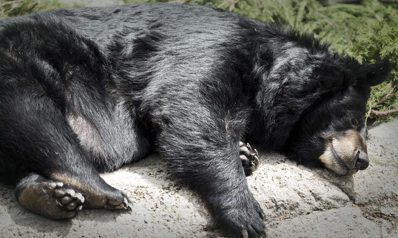 Why do animals hibernate?