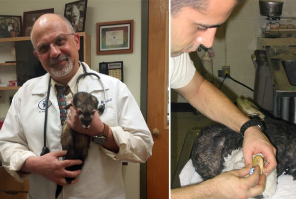 A thank you to the veterinarians who care for Teatown’s animal ambassadors