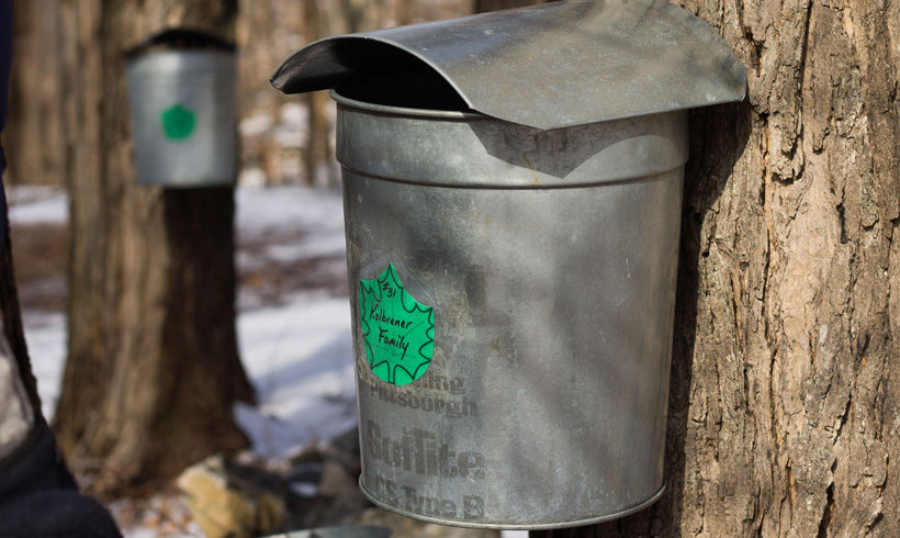 Climate change is creating a sticky situation for maple syrup producers