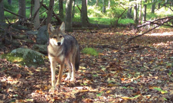 Seminar Coexisting With Coyotes Teatown