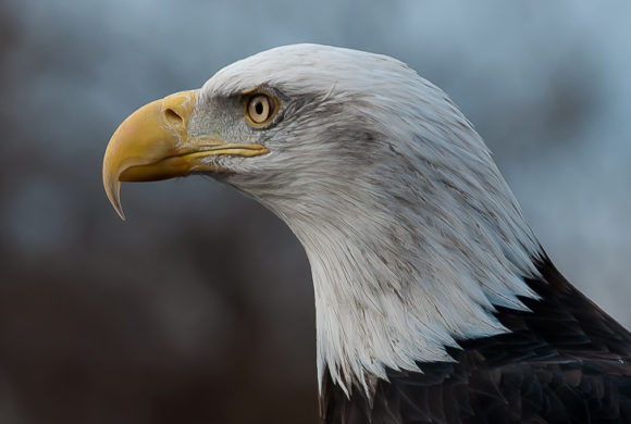 Major Changes Announced for the Endangered Species Act