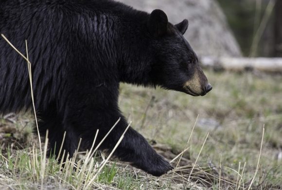 Bear Aware Quiz: Are you bear aware?
