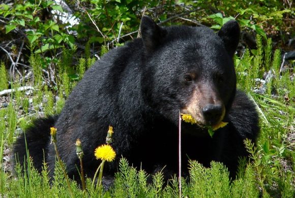 Black Bears Are Back in Westchester: What You Need to Know