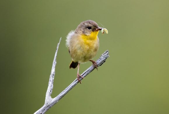 Birds are vanishing from North America. Here’s what we can do to help. Birds are vanishing from North America. Here’s what we can do to help.