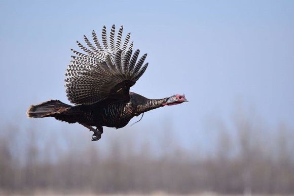Turkey Day: Celebrating one of America’s most iconic birds