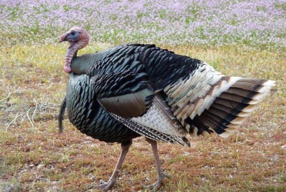 Turkey Day: Celebrating one of America’s most iconic birds