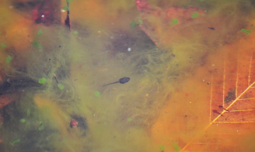 Update from the vernal pool: Wood frogs have hatched!