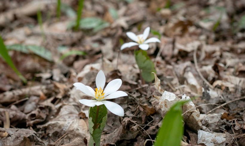 How to celebrate the 50th annual Earth Day from home