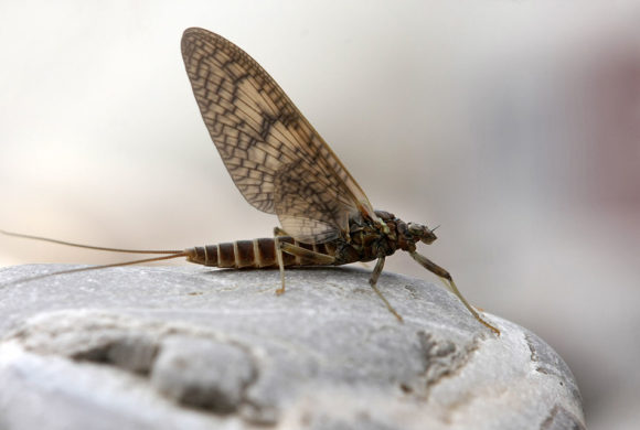 Mayflies: A fleeting beauty