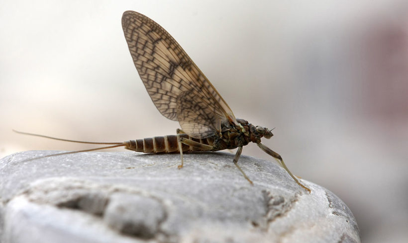 Mayflies: A fleeting beauty