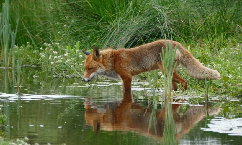 Backyard Wildlife Sanctuary Part III: For Seasoned Stewards