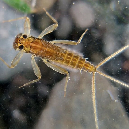 Mayflies A Fleeting Beauty Mayflies A Fleeting Beauty