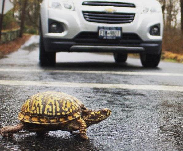 How to help turtles safely cross the road