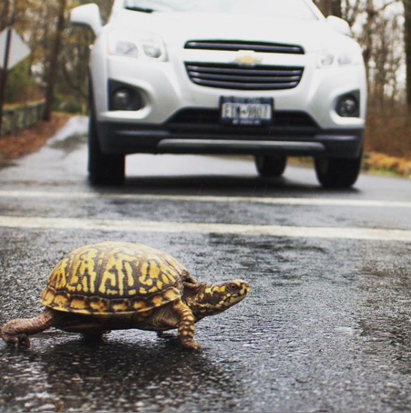 How to help turtles safely cross the road