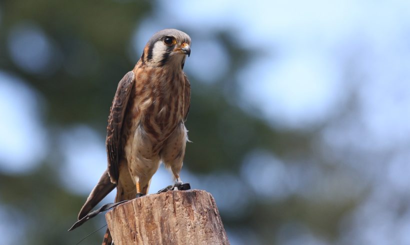 Small but mighty: The American kestrel