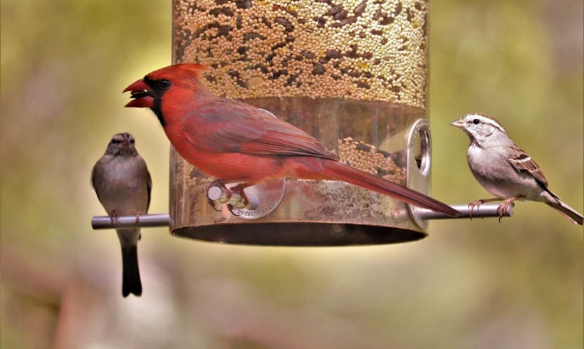 The quarantine is making all of us naturalists