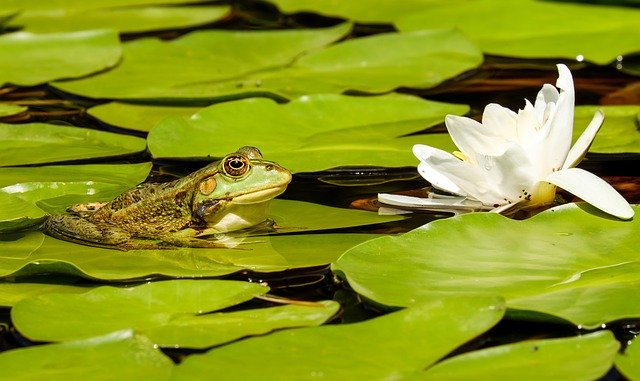 Why should we care about declining amphibian populations?