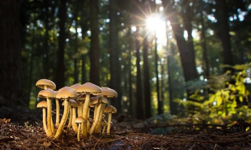 Explore the Summer Fungi of Teatown
