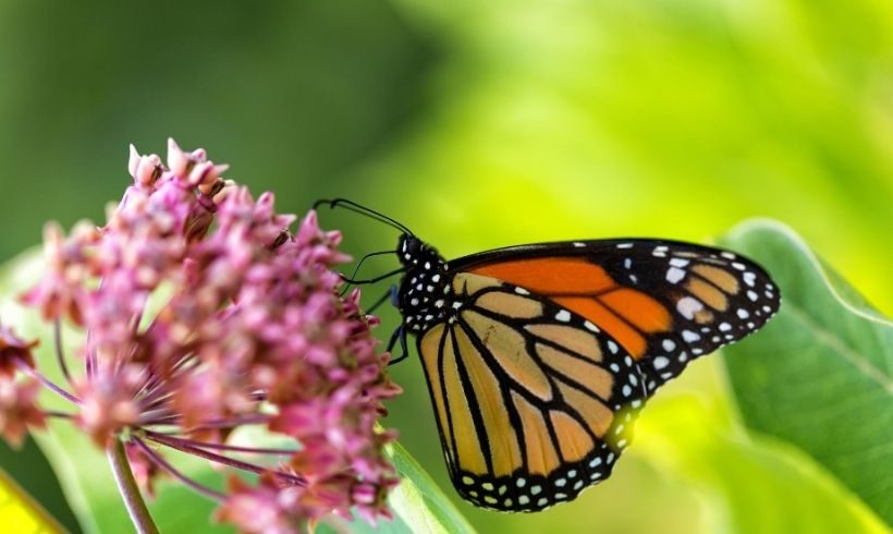 Milkweed and Monarchs