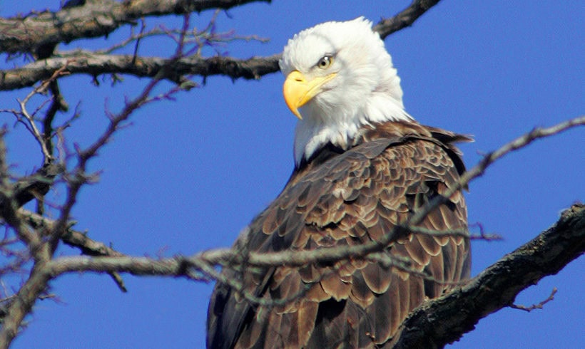 Hudson Valley Eagles