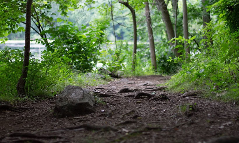 Peak Season: Trail Maintenance in 2020