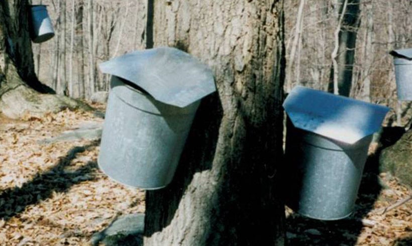 Maple Sugaring Science and Climate Change (Adults)