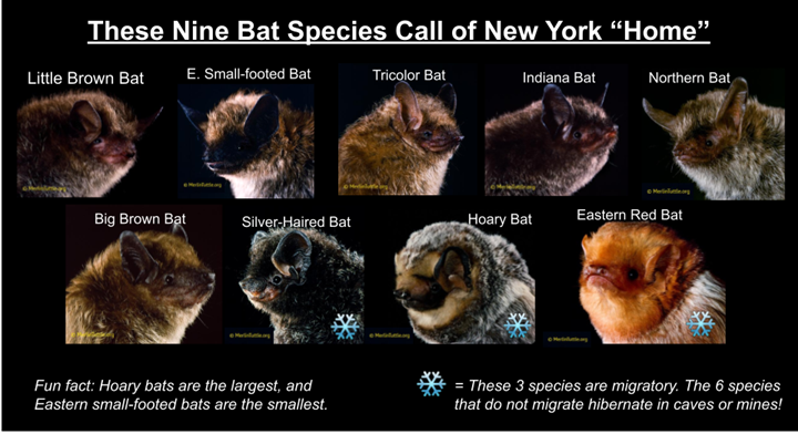 Bats of Westchester - Teatown