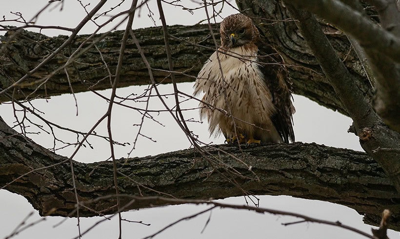 The Great Hawk Rescue