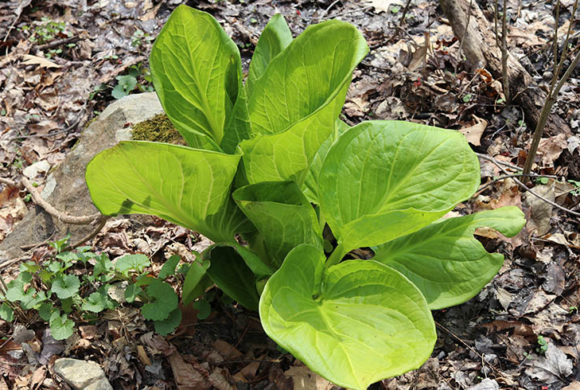 Skunk Cabbage – The True Sign of Spring