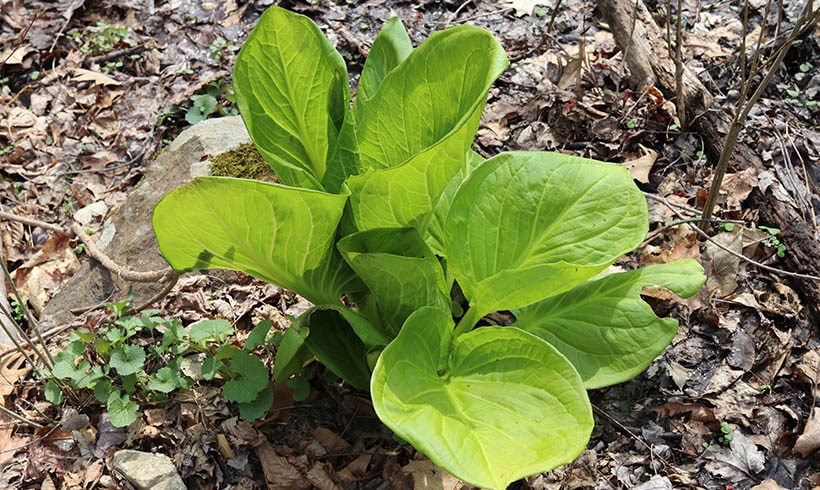 Skunk Cabbage – The True Sign of Spring