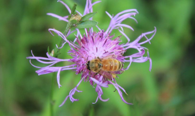 Pollinators: Small Creatures with a Big Impact